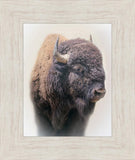 Bison