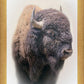 Bison