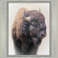 Bison