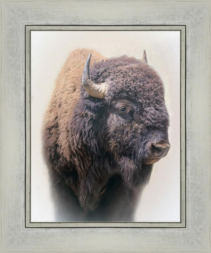 Bison