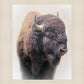 Bison