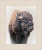 Bison