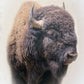 Bison