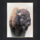 Bison
