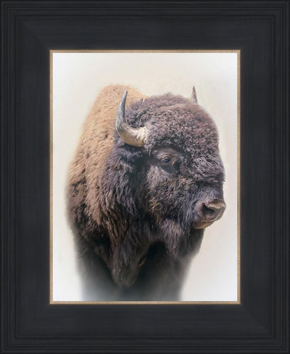 Bison