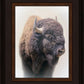 Bison