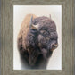 Bison