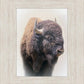 Bison