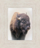 Bison