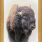 Bison