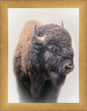 Bison