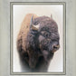 Bison