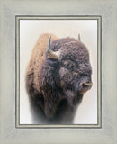 Bison