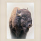 Bison