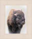 Bison