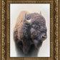 Bison