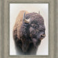 Bison
