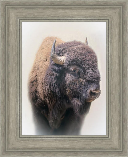 Bison