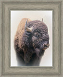 Bison