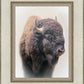 Bison