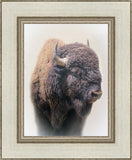 Bison