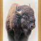 Bison