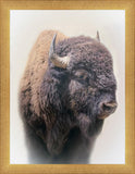 Bison