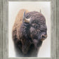 Bison