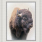 Bison