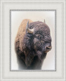 Bison