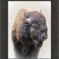 Bison