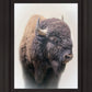 Bison
