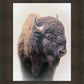 Bison