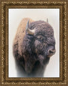 Bison