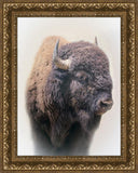 Bison