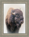 Bison