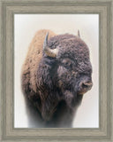 Bison