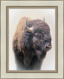 Bison