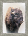 Bison