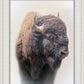 Bison