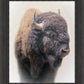 Bison