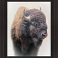 Bison