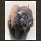 Bison