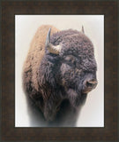 Bison