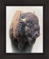 Bison