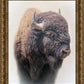 Bison