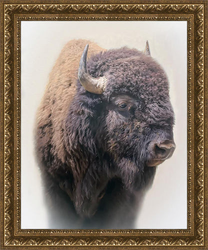 Bison