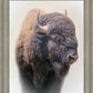 Bison