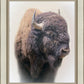 Bison