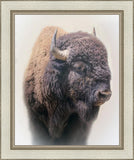 Bison